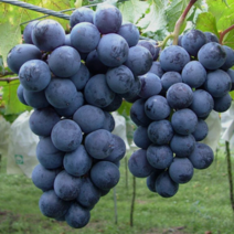 [가산원예조경] 포도나무 자옥 삽목1년특묘 5주묶음