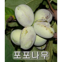 포포나무 실생 2년생 포트묘 2그루, 1개