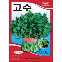 고수 - 향채 코리앤더 - 향신채 - 고수 씨앗 - 소포장 - 300립