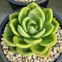 링고스타 중품 (랜덤발송), 1개