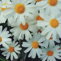 제충국 국화과 꽃 야생화 꽃씨 종자 씨앗 품종 200립 No. 327498EA, 본상품선택