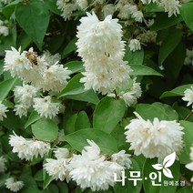[나무인] 말발도리 개화주 5그루