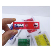 과학실험키트-프레파라트(곤충 12pcs)