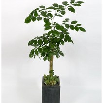 개업화분 당일배송 개업식 당일 화분배달 플라워365, 1개, 22 녹보수 대형(시멘트화분)