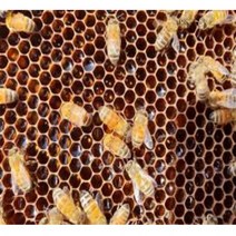 꿀 지리산꿀 아카시아꿀 1.2kg 산청군 대원사계곡꿀, 상세페이지 참조, 상세페이지 참조