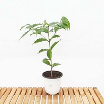 아라비카 커피나무 중형 묘목 화분 카페 거실 인테리어 식물, 1개