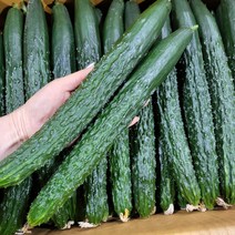 싱싱한 오이 국내산 최상품 가시오이, 가시오이 (특품) 10kg, 1개