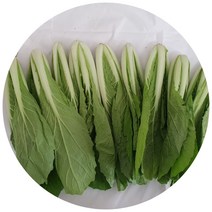 야과몰 사계절 아삭아삭 맛있는 얼갈이 배추 4kg 1박스