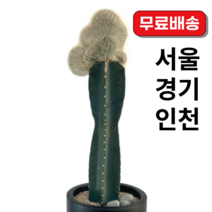 밍크선인장 대형선인장 개업선인장 백섬철화 농장직송 서울/경인지역 직접배송, 밍크선인장+테라조화분+에그스톤(기본받침포함)+축하리본