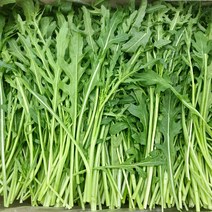 베이비루꼴라 300g