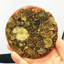 천연 암모나이트 디스크 화석 소라 표본 치유 + 스탠드 1pcs, 2개