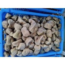 하늘마 열매마 넝쿨마 우주마 3kg 산지직송 종자판매, 하늘마/열매마 종자용(식용가능) 3kg