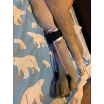[너클링 방지] 강아지 고양이 뒷다리 재활 보조기 뒷발 끌림 교정기 보호대, FREE, 블랙