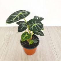 하트 거북알로카시아 키우기 습도올리기 집이건조할때 그늘에서잘자라 청정식물 양지식물, 본상품선택