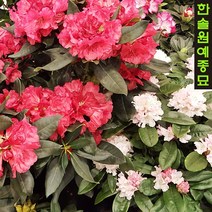 만병초 특선, 03. 불칸스플레임(중), 1개