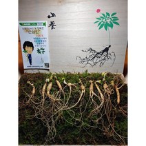 산삼인 산양삼 6년근 10뿌리, 산양삼 6년근 10뿌리 1SET