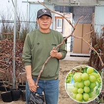 샤인머스켓 포도나무 묘목 접목 3년생 대목 18808 결실주