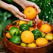 제주황금향 3kg 5kg 귤농장 산지직송 귤택배 제철 천혜향 레드향 타이백 효능, 황금향 5kg 대과 20과 내외