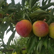 왕자두(7월자두) 나무 묘목판매 (청아원예조경), 왕자두 상묘