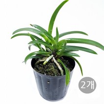 도도팜 1+1 스파트필름/ 호야 테이블야자 고무나무 행운목 스킨답서스 아이비 천냥금 파키라 율마 금전수 나도풍란 리사호야 금전수 보석금전수 문샤인 스투키 토분 공기정화식물, 30. (2개)소엽풍란 1개