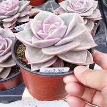 안산 플라워마트 다육식물 연봉