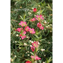 비너스 호주매화 (12cm포트) /사진촬영 2021년 10월 30일