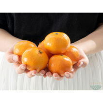 타이백감귤 제주귤 당도높은 타이벡 감귤 3kg 5kg, 타이벡감귤3kg(S/M)