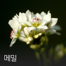 메밀 500g 야생화씨앗, 1개