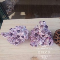 우체국 천연 백산호 따개 장식 어항 수족 조경 대피 옥새우 방패 공예-40665, 06.따개비 15-18cm 꽃 10-12송이