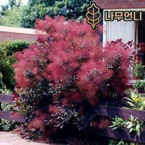 안개나무 자엽안개 나무언니, 자엽안개나무 (로얄퍼플) R3cm 스탠다드형, 1개
