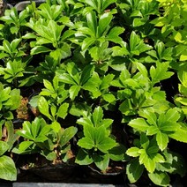 수호초 포트 1개 수호초모종 아파트 화단 식물 꽃