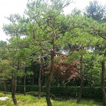 착한가격나무생각 소나무/적송 실생2년(포트) 20주묶음, 주