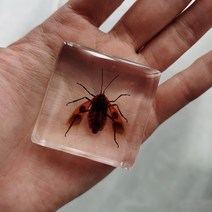 피규어사이트 소형 동물 장식품 실제 곤충 수지 표본 나비 해양 생물학 교육인지 도구 홈 인테리어 액세서, 02 002