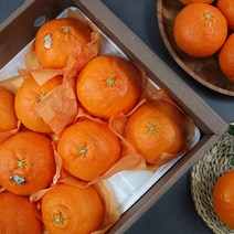 [입점특가] 고당도 제주 레드향, 선물용 로얄과, 3kg