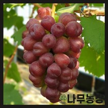 (나무농장) 포도나무 마이하트 접목1년 포트 (대목 188), 1개