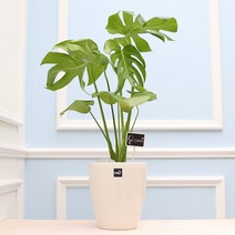 풀빛누리 키우기쉬운식물 실내공기정화식물 물구멍없는화분 실내화초, [중형.26] 몬스테라