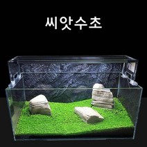 신바람 수초씨앗 씨앗수초 쿠바펄모양S 4g