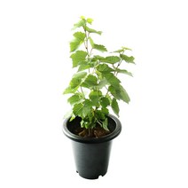 갑조네 머루(중품) 머루나무 머루묘목 열매식물 특이작물, 1개