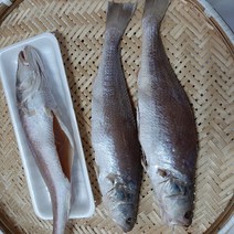 동울산수산 반건조 민어 33cm 제수용 및 밥반찬 영상가이석태, 1마리