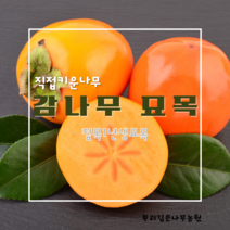 [뿌리깊은나무]직접생산 감나무 묘목 접목1년생 대봉 야오끼 둥시 차량단감 월하감, 특묘