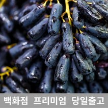 가락청과네 블랙사파이어 500g 가지포도 크림슨 샤인1, 1, 본상품선택