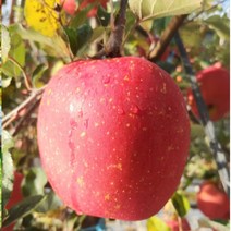 영주 10K 괴산 경북 황금사과 내외 문경 사과 아오리 예천 의성 지리산 영양사과 풍기