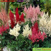 씨앗 [팝플라워] 아스틸베 (서양노루오줌) 혼합색 25립, 1개