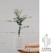 *티에라선인장* 다양한 올리브나무_화이트 세라믹 3size+우드스탠드, 식물+화분+스탠드_대