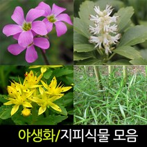 순희농장 야생화 지피식물모음 포트 10개묶음, 10개, 원추리포트