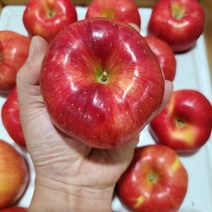 [산지에서바로] 단단하고 아삭한 부사 사과 햇사과 고당도 프리미엄, 실속형 부사 5kg 중과 (18-20과)