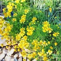 [모야모 꽃씨] 텍사스슈퍼스타(헬레니움 다코타골드) 1000립 대용량 씨앗