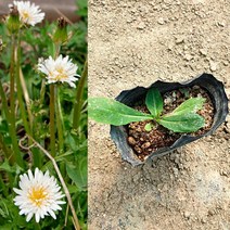 금산묘목나라 흰민들레 봄꽃 3치 포트 10개 들꽃 야생화