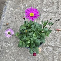 그린플랜트 사계국화 색상품종랜덤 1+1