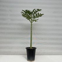 [다은꽃농원]야자나무 오절무 키우기쉬운 실내공기정화식물 인테리어